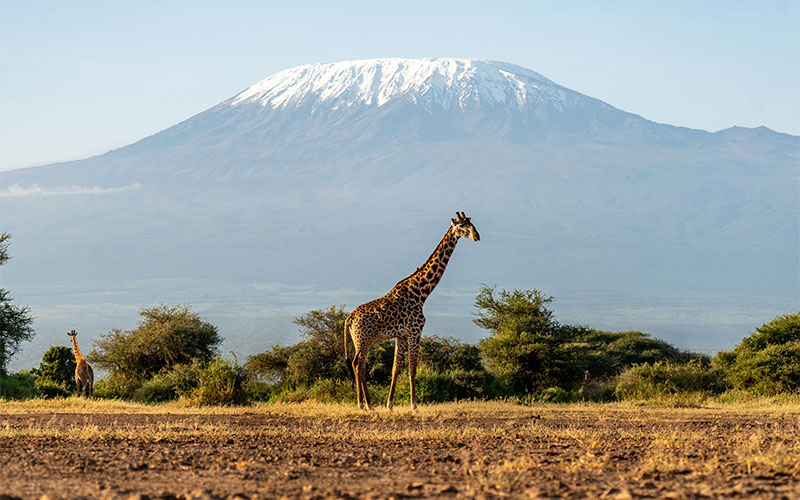 sight-seeing-54_0009_giraffe-acacia-trees-with-mount-kilimanjaro-background-beautiful-african-landscape-with-savannah-an